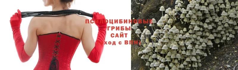 Псилоцибиновые грибы Psilocybe  Дмитриев 